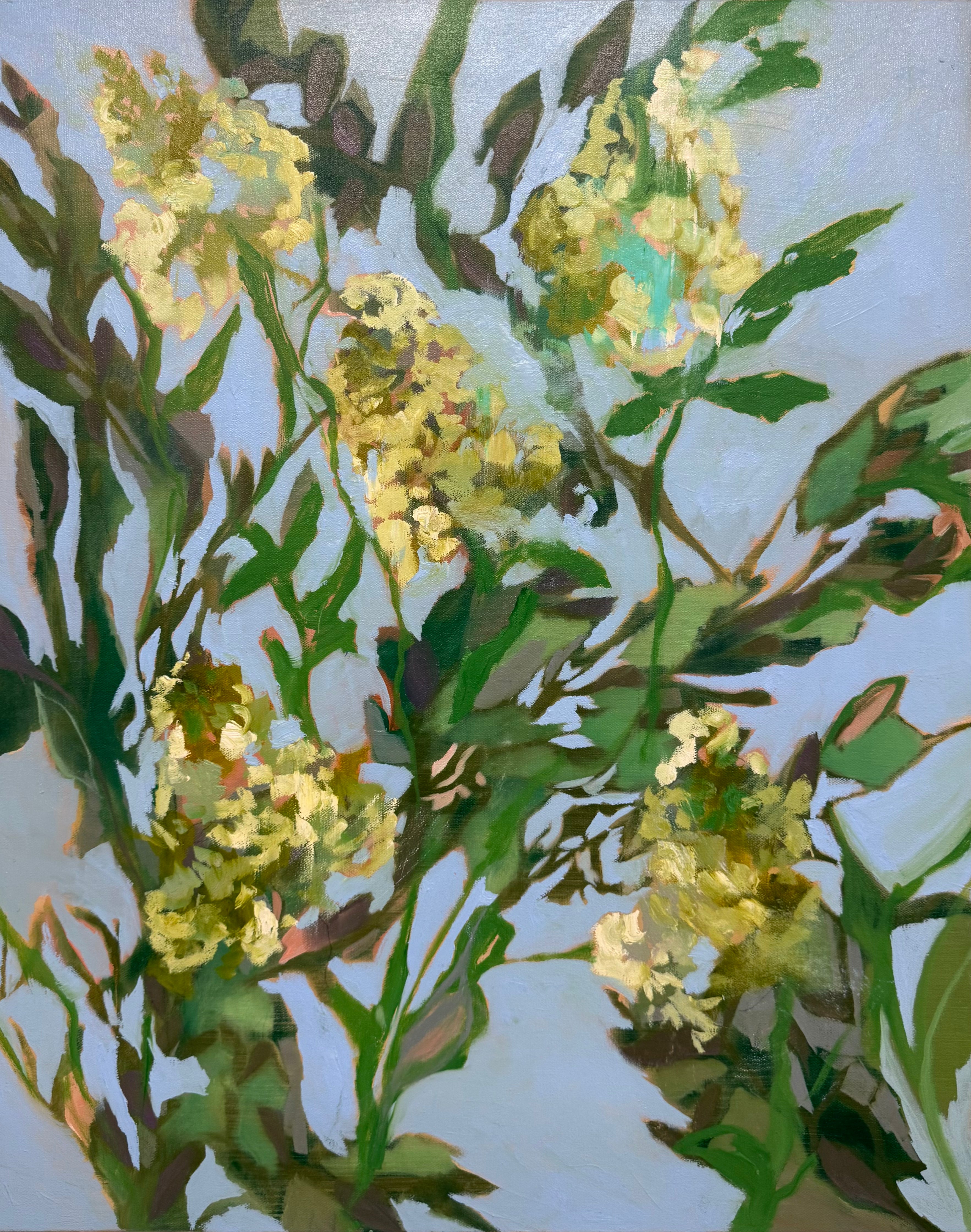 Limelight Hydrangea
